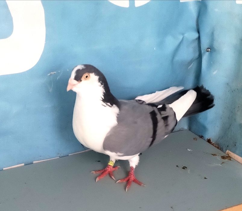 jucatori de galati cu joc și zbor