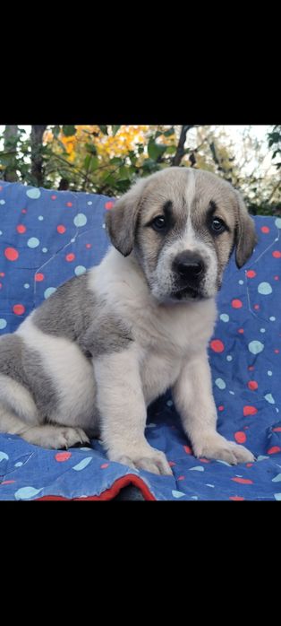 Ciobănesc de Asia Centrală