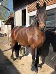 METIS de friesian