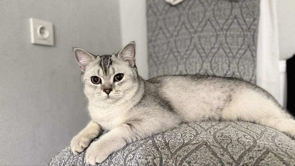Породистый кот шиншилла