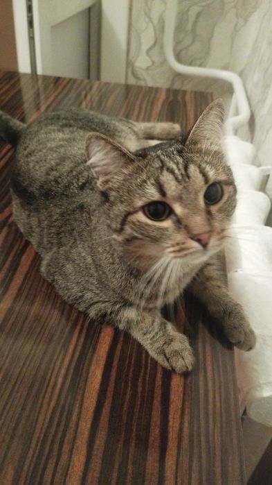 Отдам котика в связи с отъездом