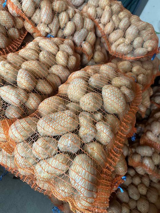 Cartofi albi marabel