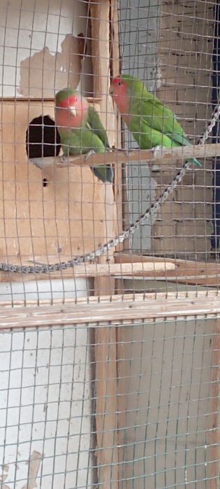 Сотилади.Неразлущка.Нархи пара 400000 сум