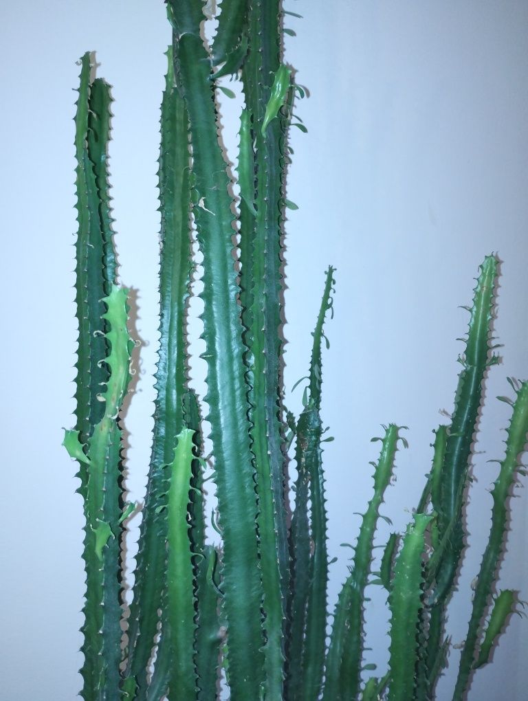 Cactus candelabru ,euphoribia trigona