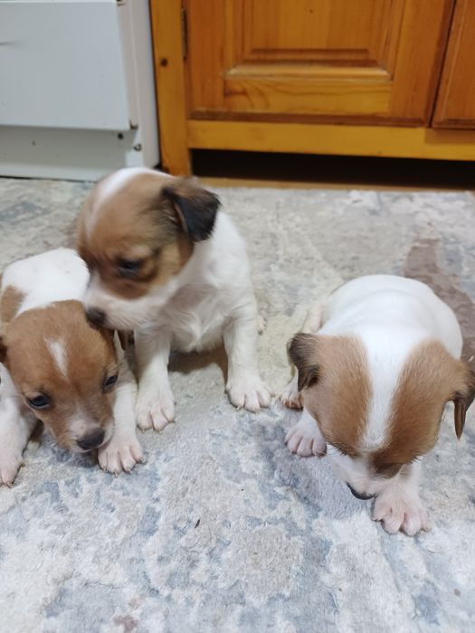 Щенки Джек-рассел-терьер