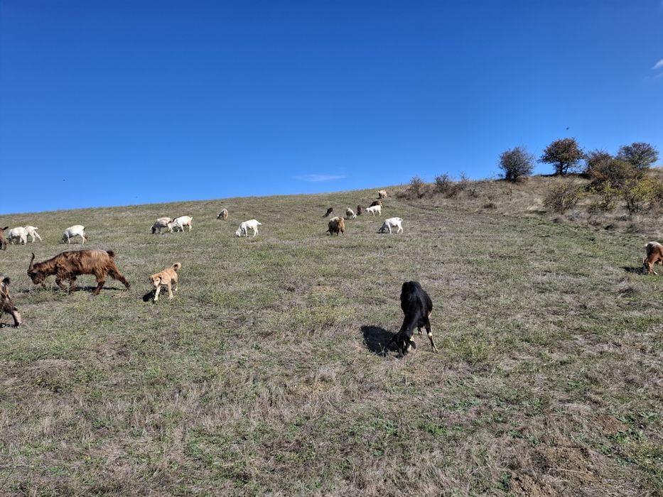 Ярета за клане и дамазлък