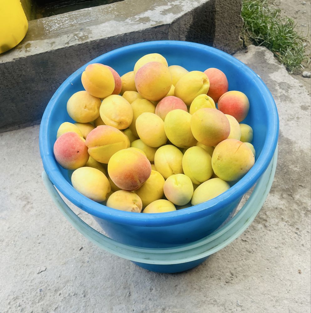 Абрикосы, өрік, орик