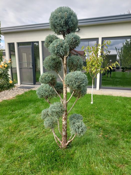 Grădinar / Amenajare grădini / Întreținere spații verzi