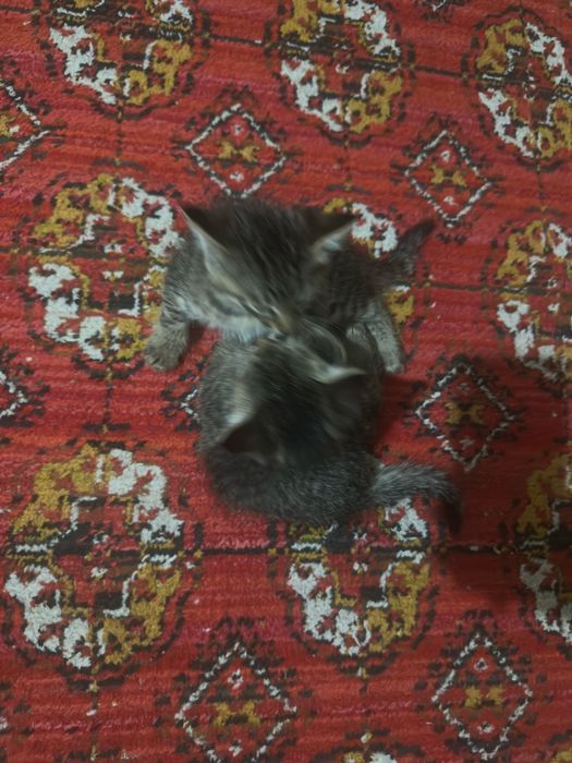 Tekinga mushuk 1 oylik sut dan chikgan