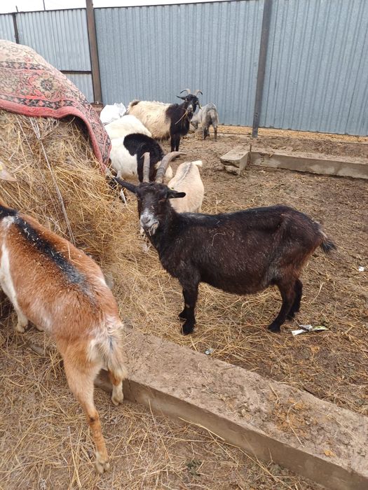 Салынды ешклері сатылады