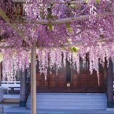 Glicina diferite culori