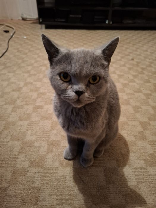 Отдам в хорошие руки шотландку скотиш страйт