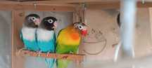 2 perechi papagali Agapornis + colivie mare cu 2 cuiburi