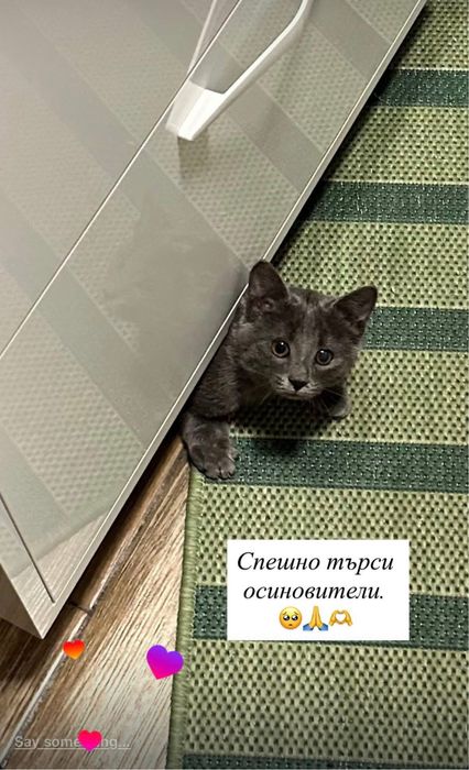 Подаряваме много сладко здраво котенце