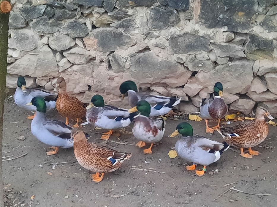 Rate pitice (4 ratoi disponibili)