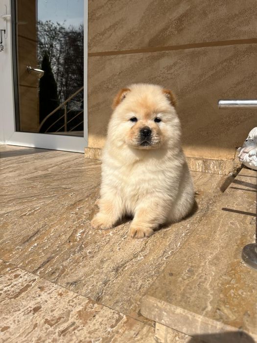 Mascul chow chow  cu pedigree