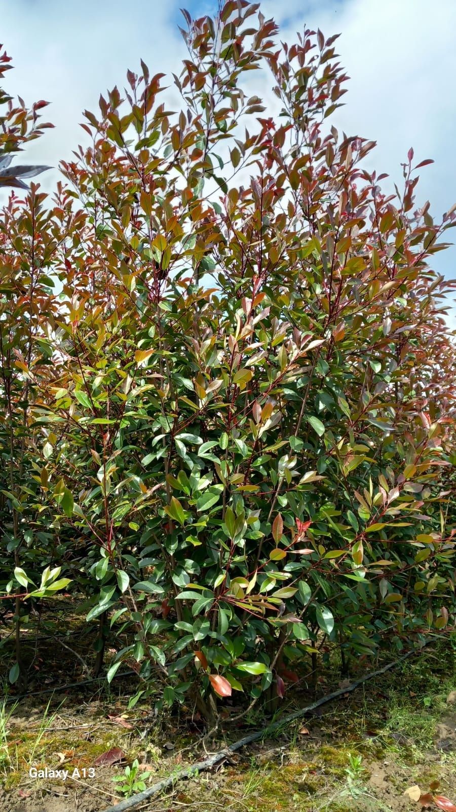 Photinia Red Robin 2,5 m