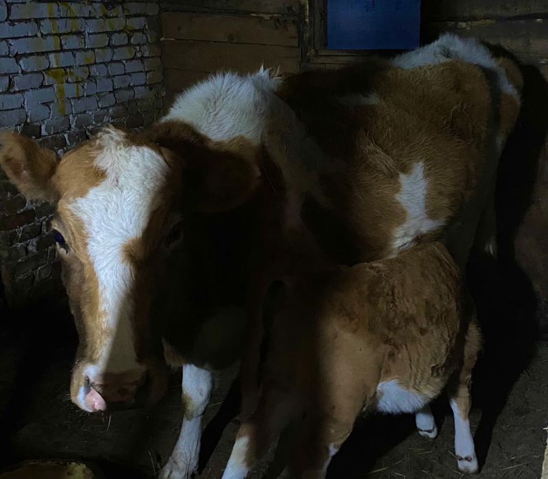 "Продаются коровы с телятами и полторагодовалые тёлки, село Шкиылдак"