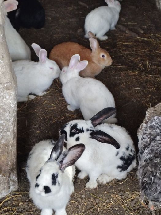 Iepuri diferite culori