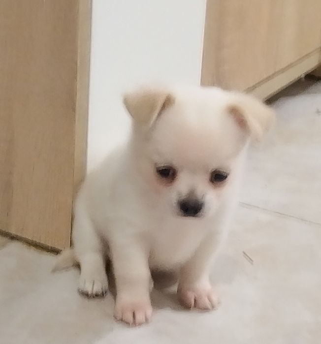 Малки сладури в Ловеч