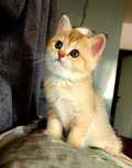British shorthair golden si silver cu pedigree
