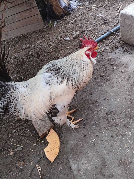 Vand cocosi frumosi de rasa