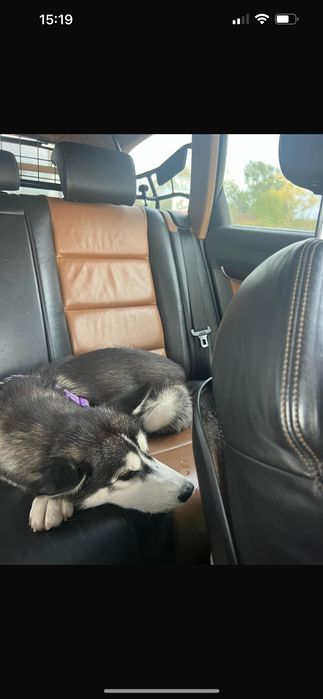 Husky 1 an femela schimb