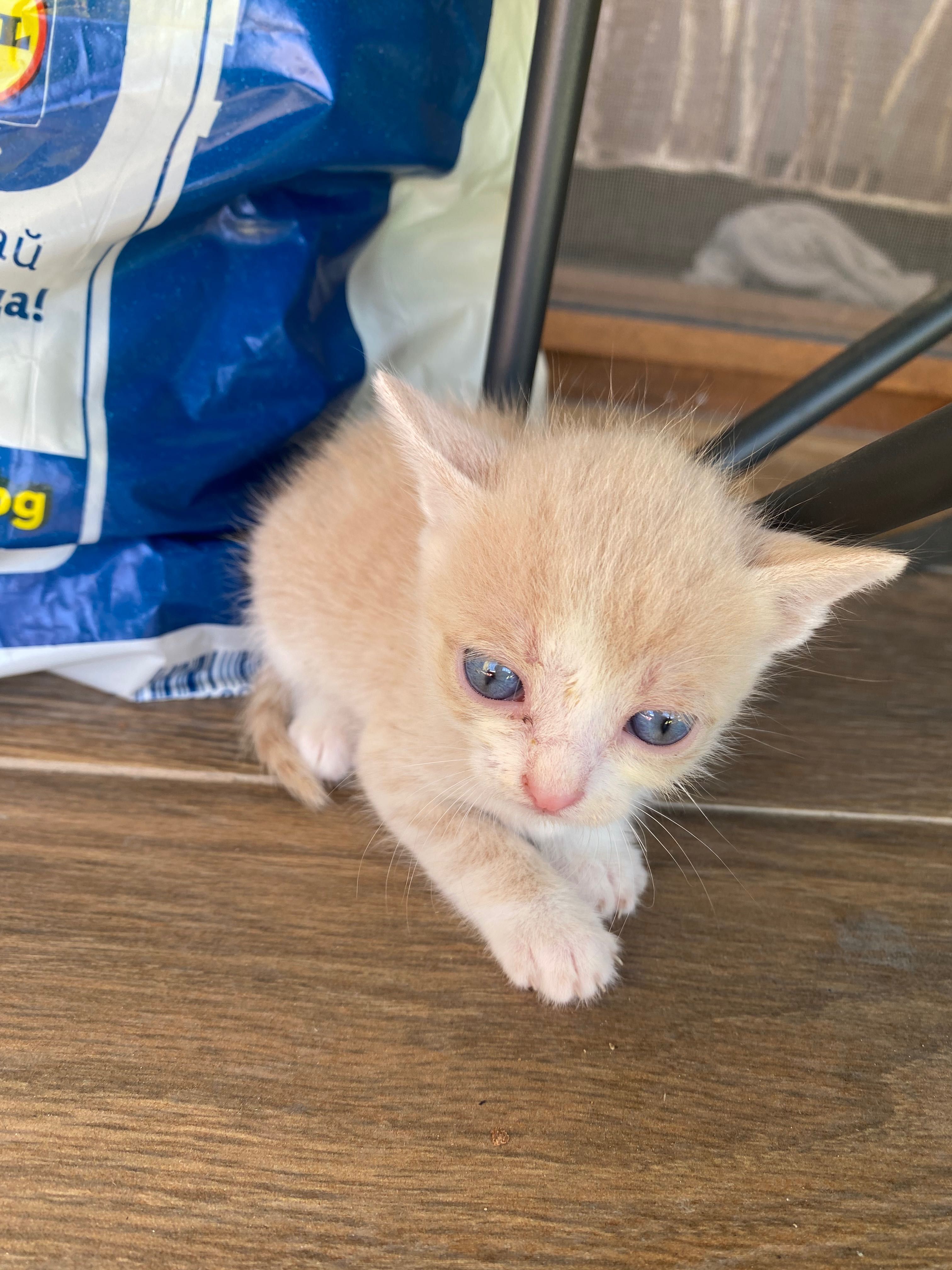 ПОДАРЯВАМ 5 котенца!!!