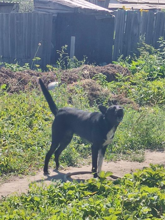 Отдам в хорошие руки собаку