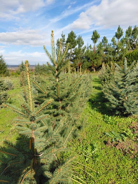 Коледни елхи за засаждане и рязани