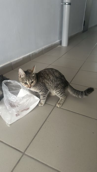 Котенок ищет дом