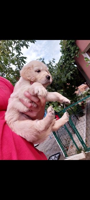 Golden retriever cu pedigree