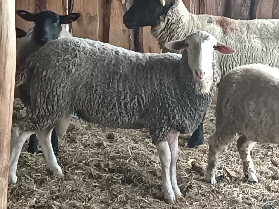 Vând 3 noatini, un berbec Lacun și 2 mieluțe Sulffoc