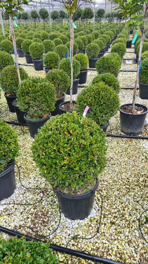 Buxus globular si cupressus sempervires