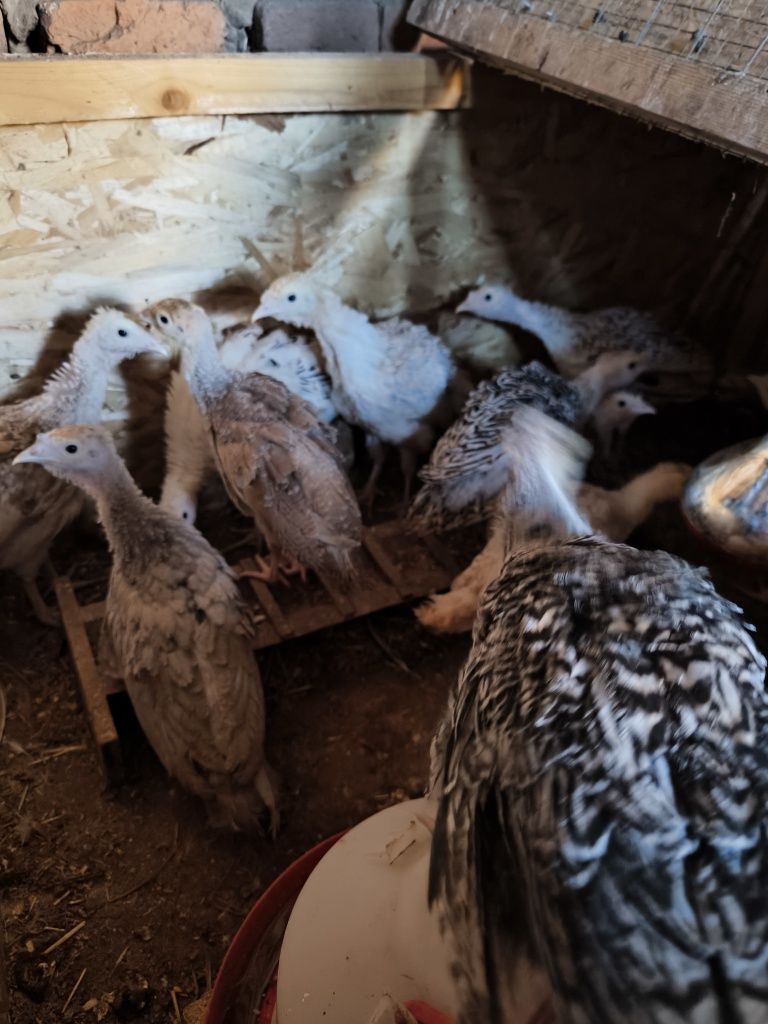 Diverse pasari domestice