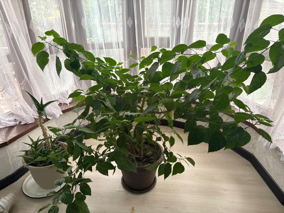 Китайская роза комнатная