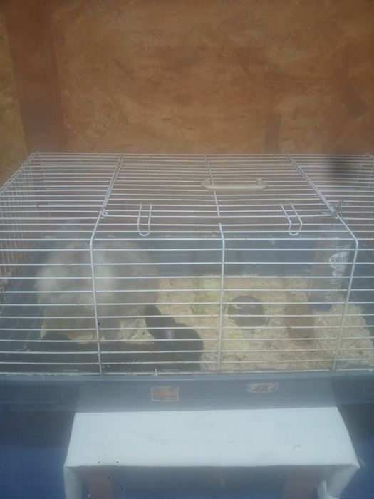 Iepuri pitici de vanzare