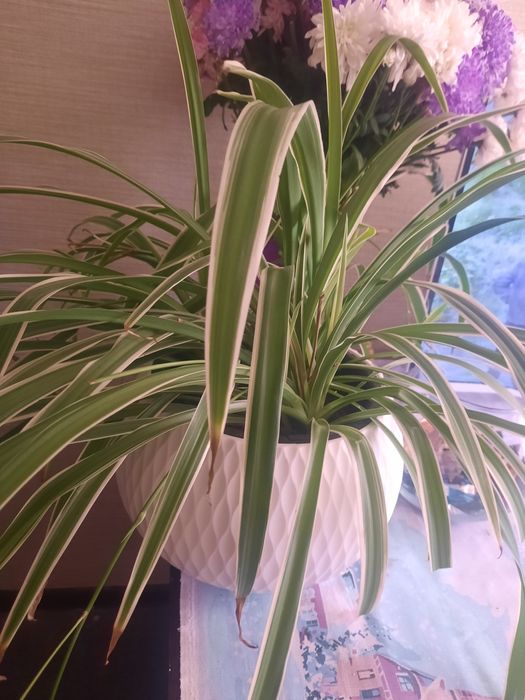 Хлорофитум очиститель воздуха..