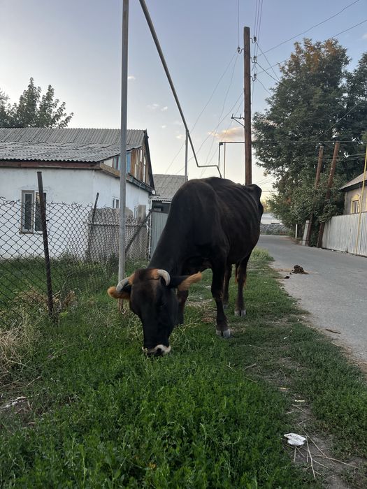 Продам дойную корову