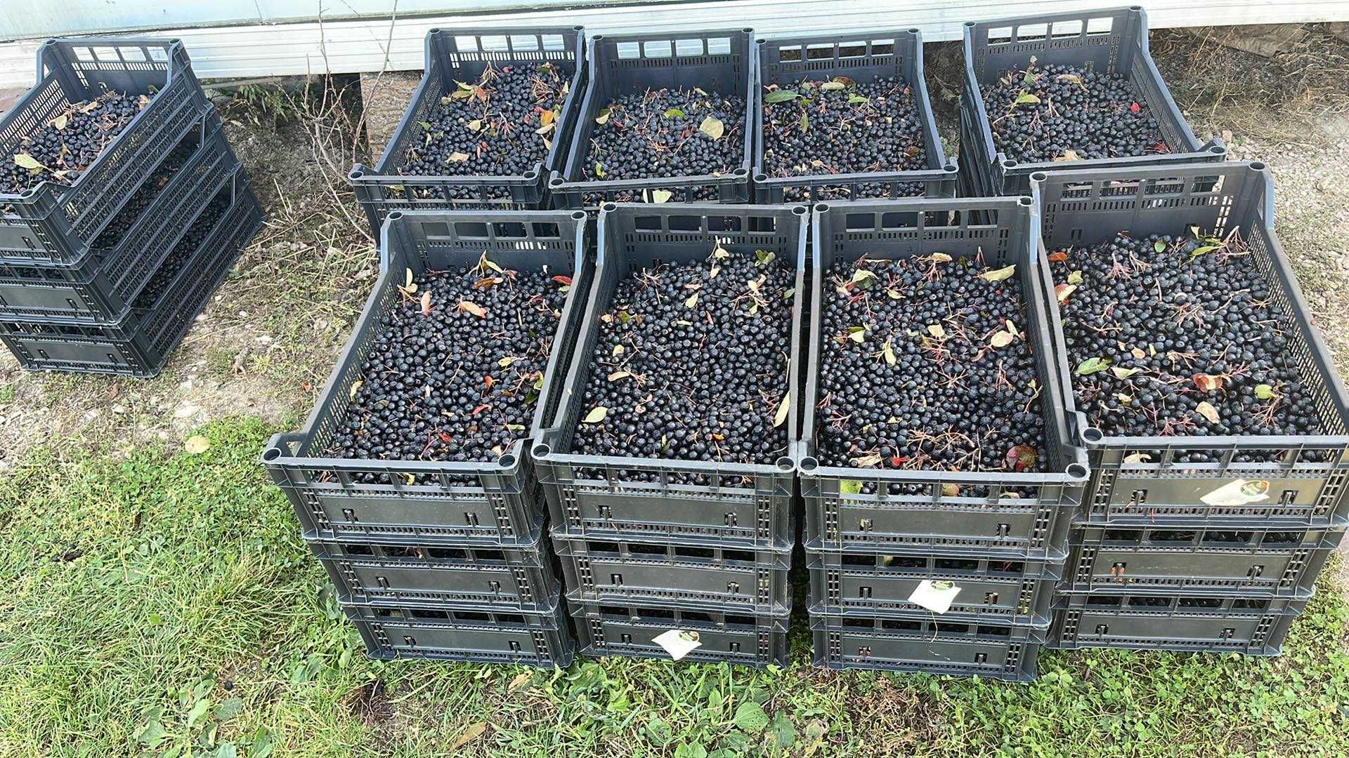 Aronia fructe 1000kg-11 lei