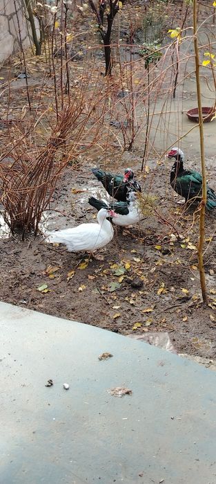 4та удар урдак сотилади