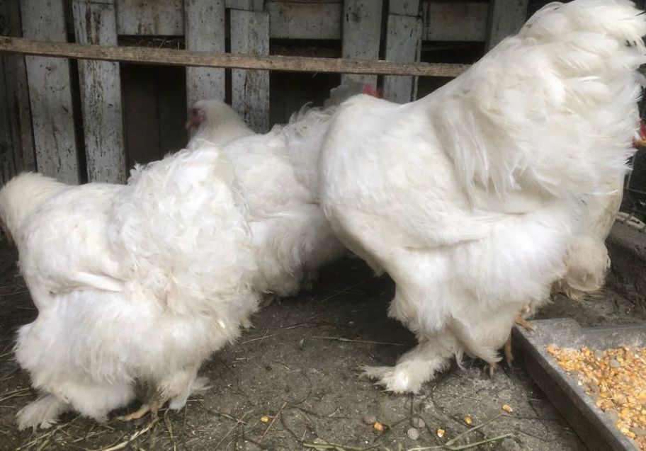 Gaini famii de rasa mare brahma herminat 8-12 luni