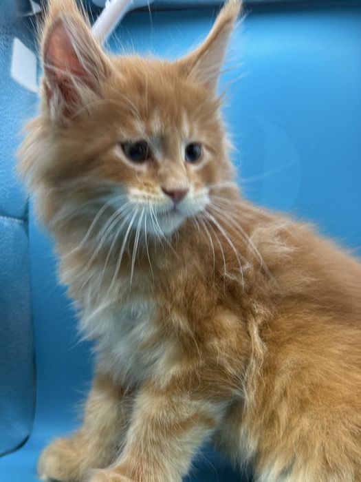 Продаются котята мейкун