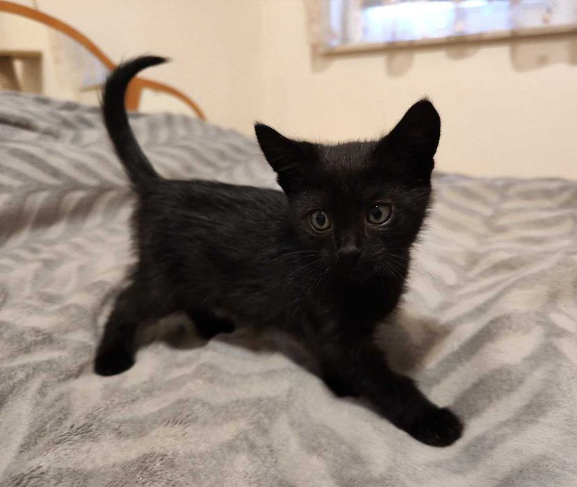 Спешно търси дом малко котенце