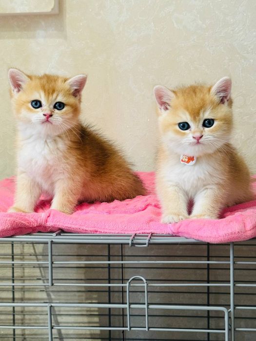 Zalataya Shinshila ny 12