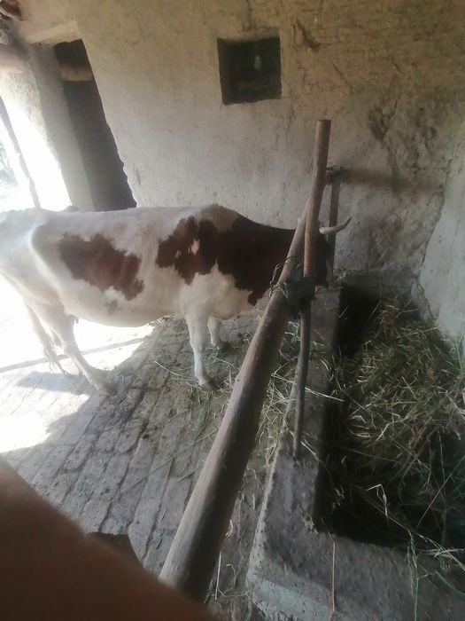 Ina bola sigir sotiladi