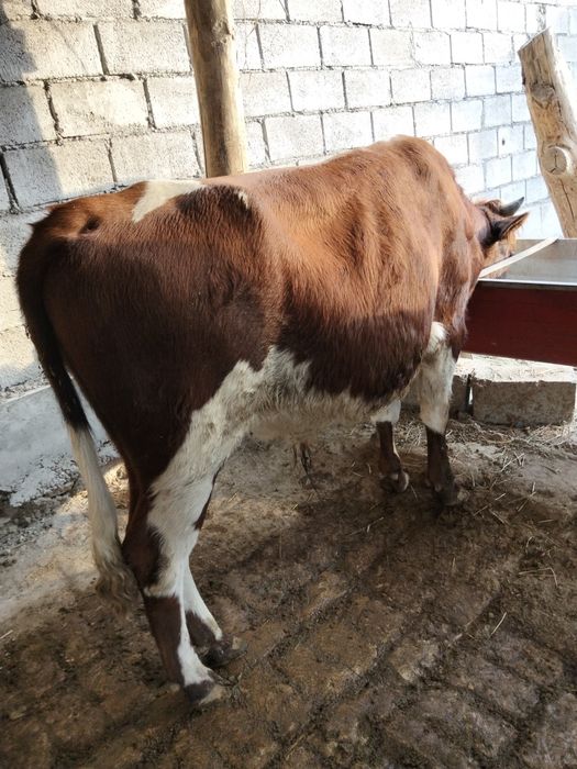 Buqa sotiladi.Narxi.23 mln soʻm yana kelishiladi.