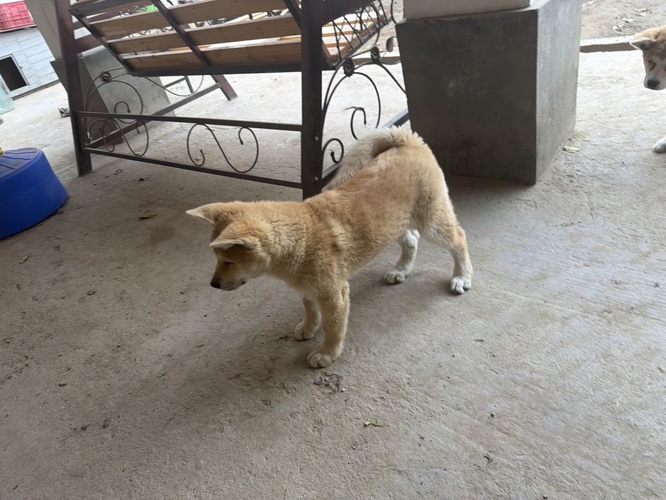 Шенки акита ину 3-месячные чистая парода