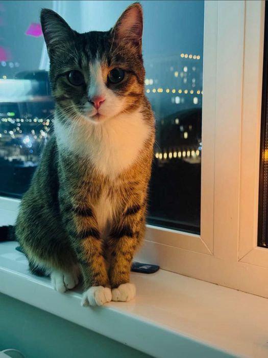 Отдам наше Чудо!