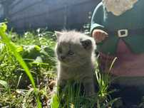 Pisica british shorthair